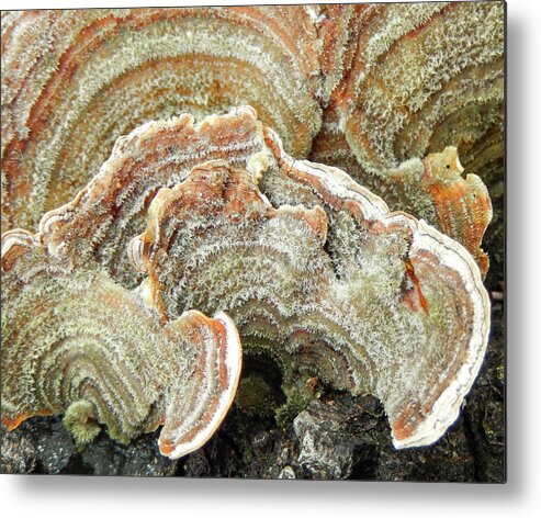 Abstract Metal Print featuring the photograph Turkeytail Fungus Abstract by Karen Rispin