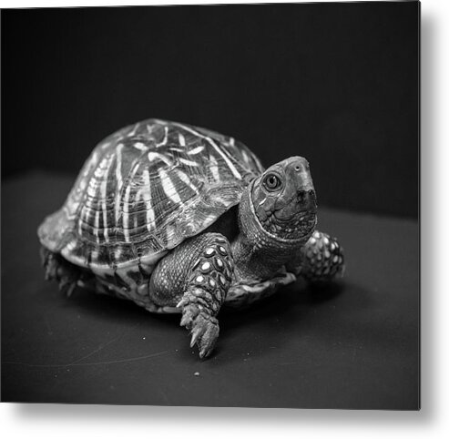 Turtle Metal Print featuring the photograph Turtle in black and white by Toni Hopper