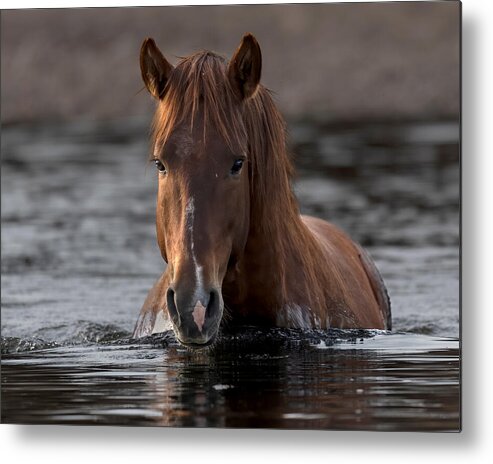 Stallion Metal Print featuring the photograph Twilight Crossing. by Paul Martin