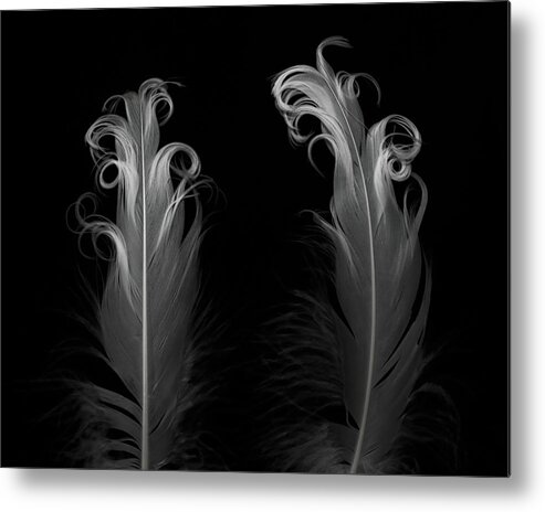 Feathers Metal Print featuring the photograph Two Feathers by Connie Carr