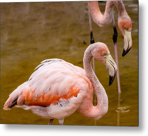 Phoenicopterus Ruber Metal Print featuring the photograph Two Flamingos on Isabella Island in the Galapagos by L Bosco