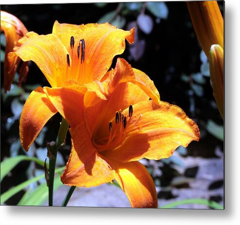 Nature Metal Print featuring the photograph Two Orange Day Lilies Close-up by Sheila Brown