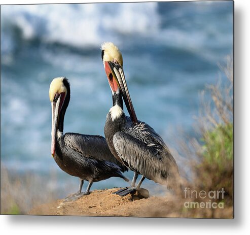Pelicians Metal Print featuring the photograph Two Pelicians in La Jolla  by Abigail Diane Photography
