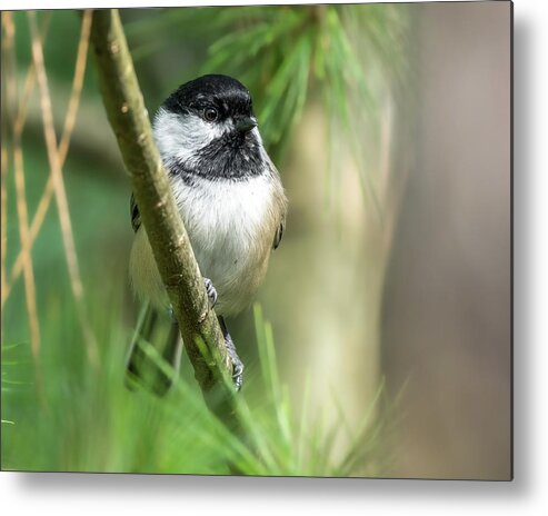 Chickadee Metal Print featuring the photograph Vibrant Pines by James Overesch