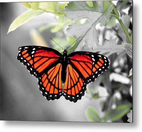 Viceroy Metal Print featuring the photograph Viceroy Butterfly by Christopher Reed