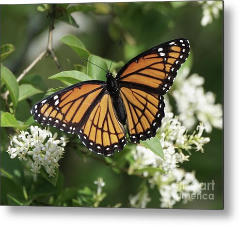 Viceroy Butterfly Metal Print featuring the photograph Viceroy Butterfly on Privet Flowers by Robert E Alter