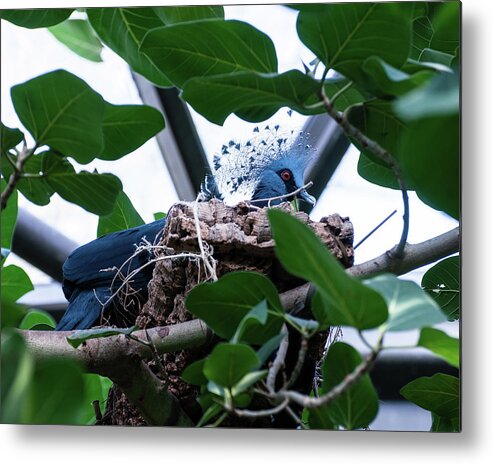 Bird Metal Print featuring the photograph Victoria Crowned Pigeon by Flees Photos