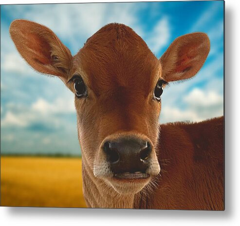 Cow Metal Print featuring the photograph Victoria by Lee Darnell