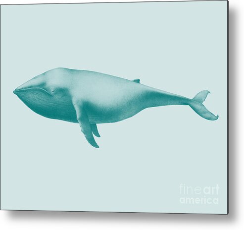 Whale Metal Print featuring the digital art Vintage Whale In Blue by Madame Memento