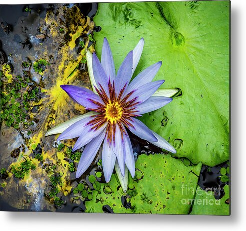 Flora Metal Print featuring the photograph Water Lily 5 by Nancy L Marshall