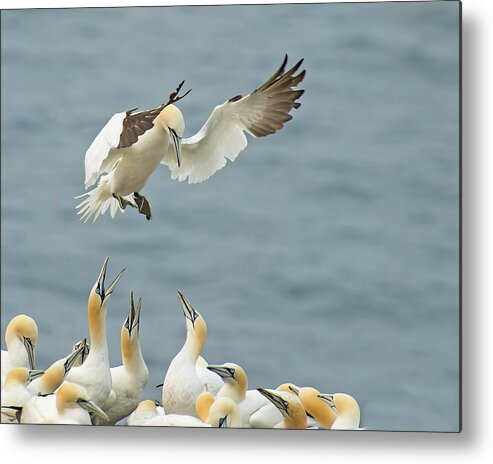 Aves Metal Print featuring the photograph Welcome Back by CR Courson