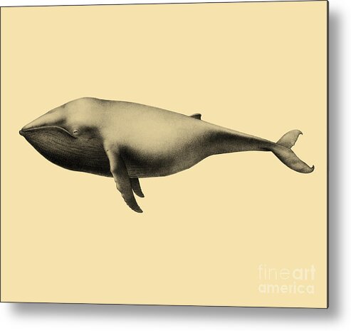 Whale Metal Print featuring the digital art Whale by Madame Memento