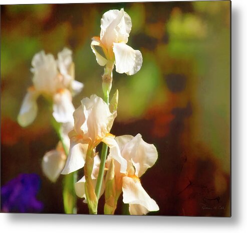 Streaming Sunlight Metal Print featuring the photograph White Iris In Early Morning Sun by Bellesouth Studio