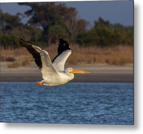 American White Pelican Metal Print featuring the photograph White Pelican in Flight by Patricia Schaefer