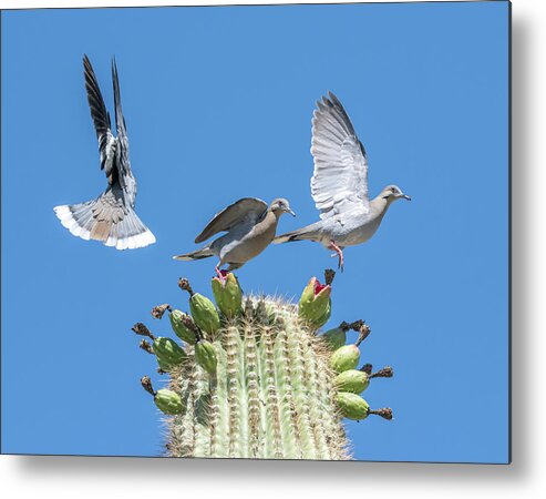 White-winged Doves Metal Print featuring the photograph White-winged Doves 5258-060820-2 by Tam Ryan