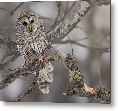 Barred Owl Metal Print featuring the photograph Winterberry by James Overesch