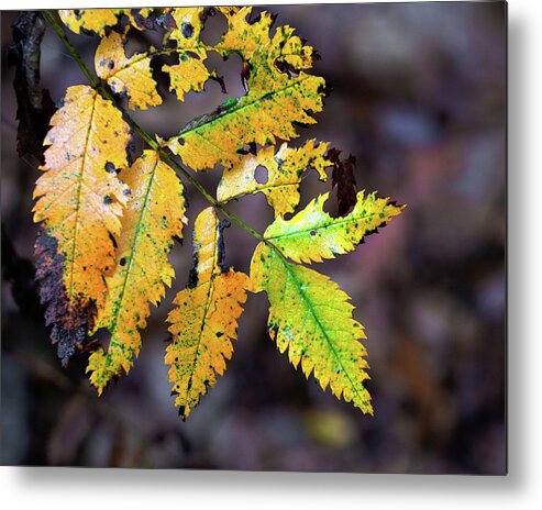 Yellow Metal Print featuring the photograph Yellow autumn leaf by Anges Van der Logt