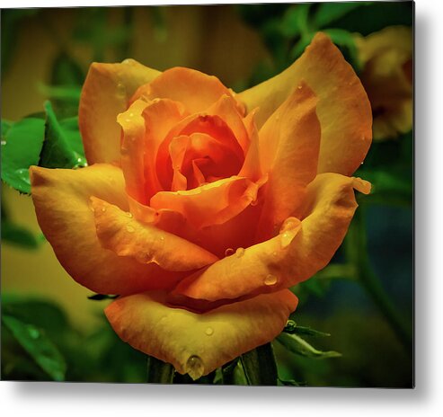 Landscape Metal Print featuring the photograph Yellow Rose by Gena Herro