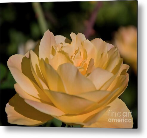 Rose Metal Print featuring the digital art Yellow Rose by Kirt Tisdale