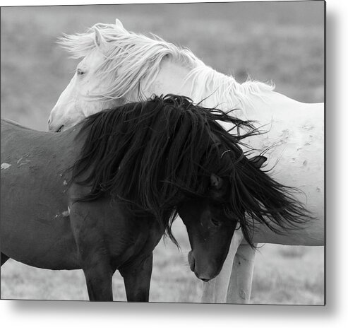 Wild Horses Metal Print featuring the photograph Yin and Yang by Mary Hone