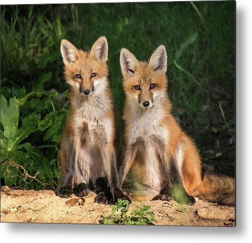 Fox Metal Print featuring the photograph Young Fox in the Wild by Edward Shotwell