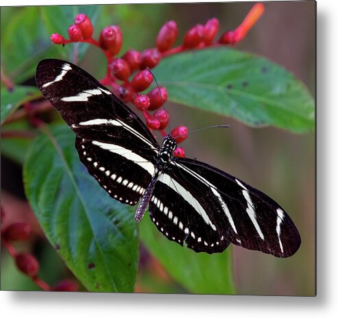 Zebra Longwing Butterfly Art Print