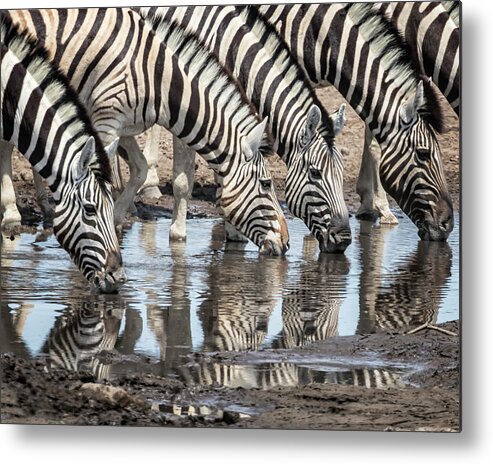 Plains Zebra Metal Print featuring the photograph Zebras at Chudob Waterhole by Belinda Greb
