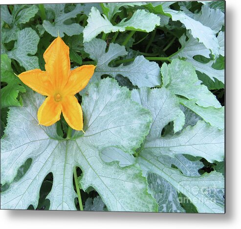 Vegetable Garden Metal Print featuring the photograph Zucchini Flower. The Victory Garden Collection. by Amy E Fraser