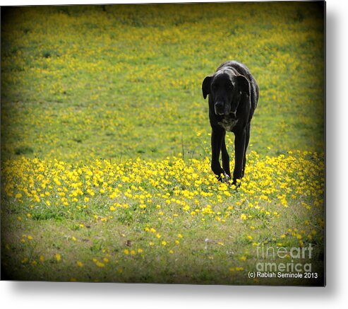 Dog Metal Print featuring the photograph Cody in black and yellow by Rabiah Seminole