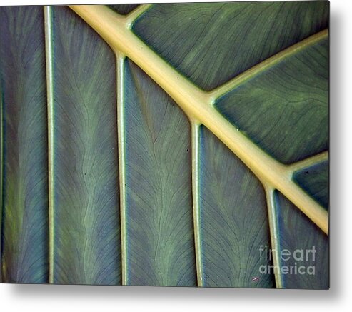 Nature Metal Print featuring the photograph Nervures by Michelle Meenawong