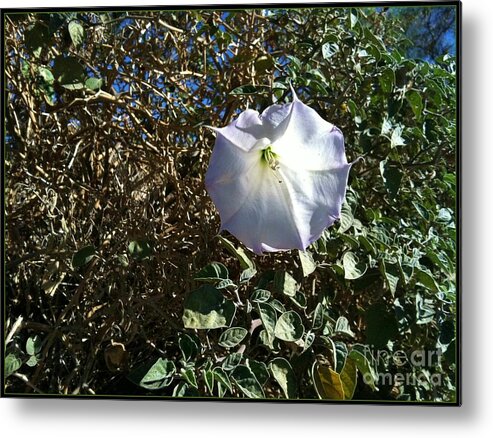 Potato Solanaceae Metal Print featuring the photograph Sacred Datura by Angela J Wright