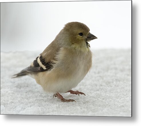 Jan Holden Metal Print featuring the photograph American Goldfinch in the Snow by Holden The Moment