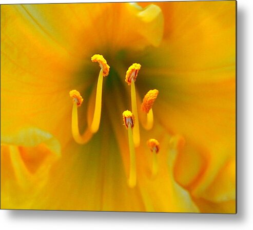 Cloes Up Metal Print featuring the photograph Assorted Flower 007 #1 by Larry Ward