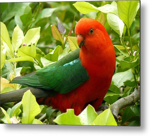 Birds Metal Print featuring the photograph Australian King Parrot #1 by Margaret Stockdale