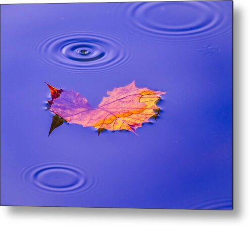 Abstract Metal Print featuring the photograph Autumn Drops #2 by Brian Stevens