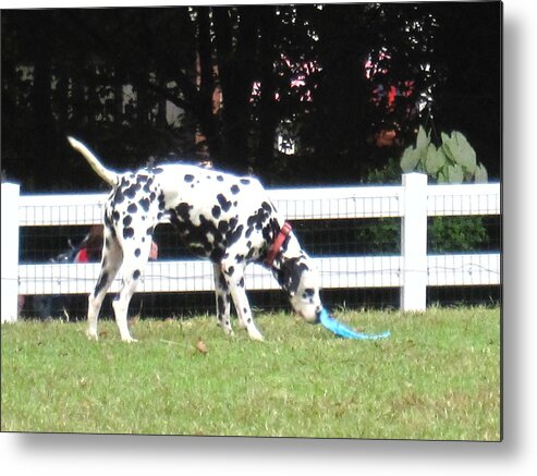 Busch Metal Print featuring the photograph Busch Gardens - 12122 #1 by DC Photographer