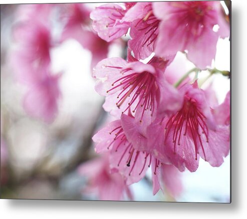 Hanging Metal Print featuring the photograph Cherry Blossom #1 by Gen Umekita