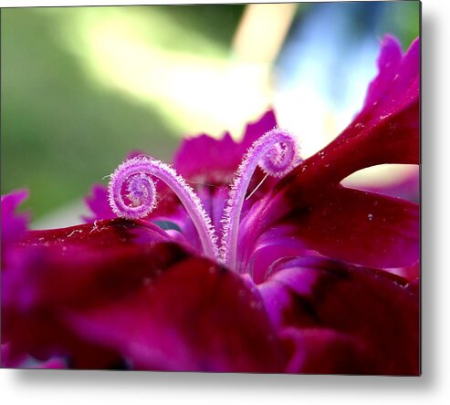 Curl Metal Print featuring the photograph Curly Q by Dark Whimsy