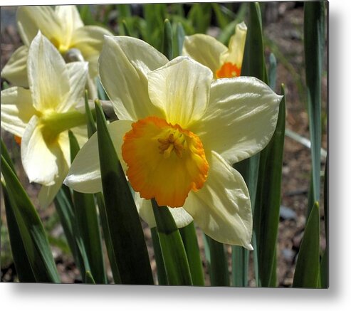 Flower Images Metal Print featuring the photograph Daffodil #1 by Gene Cyr