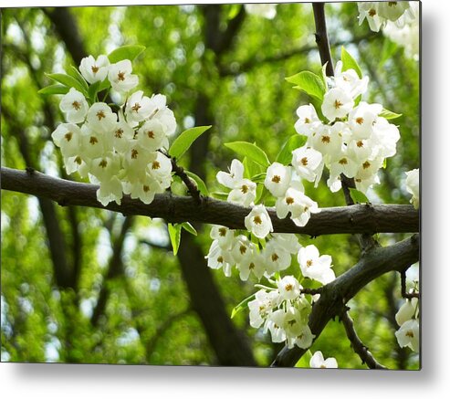 Flowers Metal Print featuring the photograph Flowers in the Spring #1 by Mike Ste Marie