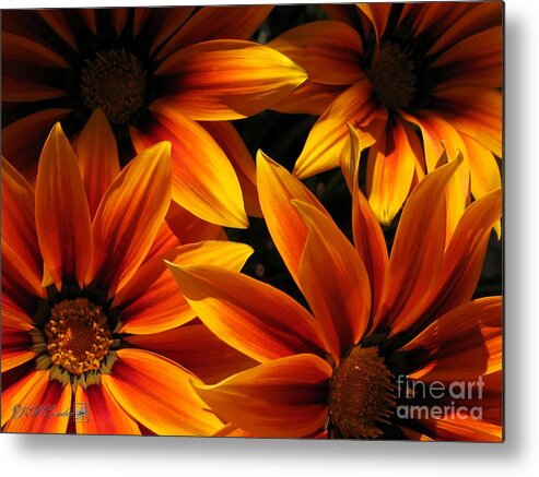 Mccombie Metal Print featuring the photograph Gazania named Kiss Orange Flame #1 by J McCombie
