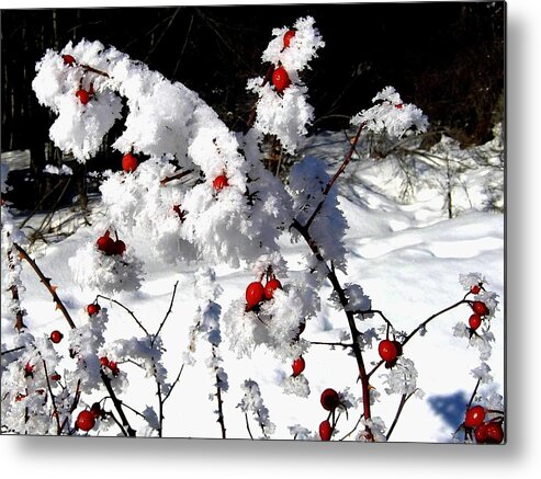 Frost Metal Print featuring the photograph Highland Frost #1 by Will Borden