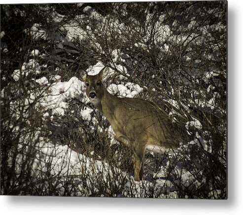Whitetail Deer Metal Print featuring the photograph I See You by Thomas Young