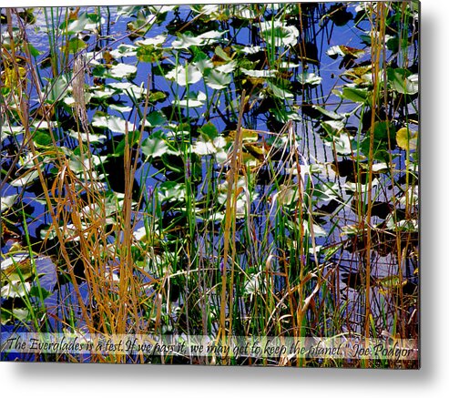  Alligator Photographs Canvas Prints Metal Print featuring the photograph Loxahatchee National Wildlife Park #1 by Judy Paleologos