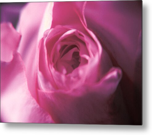 Flower Metal Print featuring the photograph Lwv10042 #1 by Lee Winter