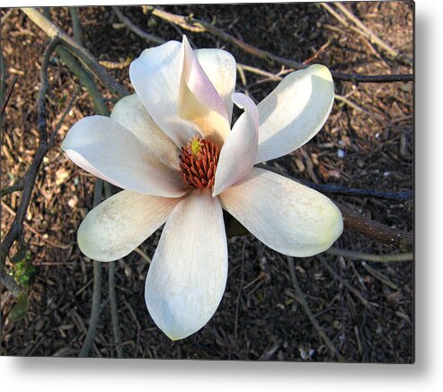 Magnolia Metal Print featuring the photograph Magnolia 5 #1 by Helene U Taylor