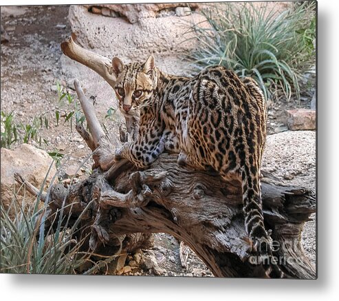 Al Andersen Metal Print featuring the photograph Ocelot Laying On Log by Al Andersen