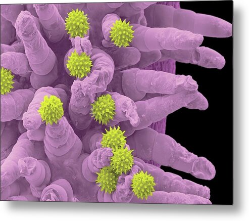 Angiosperm Metal Print featuring the photograph Pollen Grains #1 by Thierry Berrod, Mona Lisa Production/ Science Photo Library