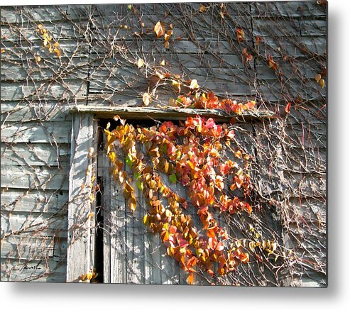 grape Vines Metal Print featuring the photograph Rustic Door 2 #1 by The Art of Marsha Charlebois