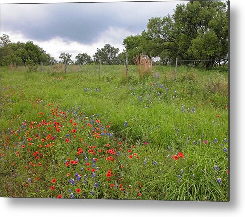 Wildflowers Metal Print featuring the photograph Springtime in the Hill Country #1 by Lynn Bauer